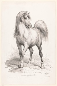 Vrij paard