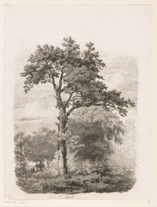 Vrijstaande loofboom in landschap
