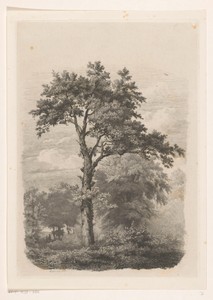 Vrijstaande loofboom in landschap