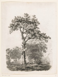 Vrijstaande loofboom in landschap