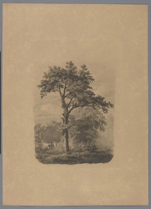 Vrijstaande loofboom in landschap