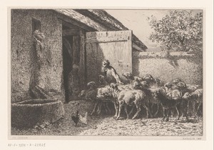 Vrouw die schapen naar de stal leidt