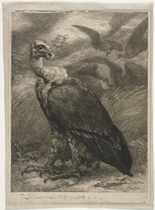 Vulture