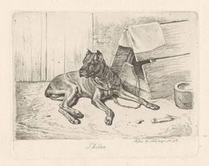 Waakhond Philax