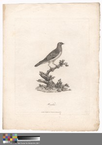 Waalia