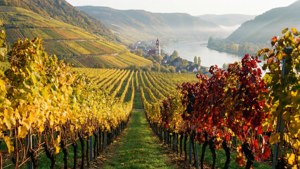 Wachau Autumn Vineyard