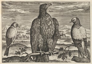 Wagtail, Eagle, and Turtledove