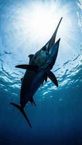 Wahoo Silhouette