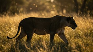 Walking Lioness in Grass
