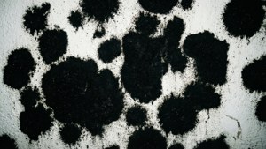 Wall Mold Abstract