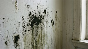 Wall Mold Damage
