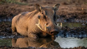 Wallowing Serenity