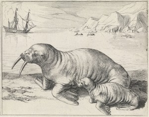 Walrus bij Spitsbergen