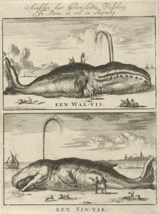 Walvis en vinvis
