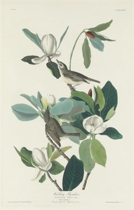 Warbling Flycatcher