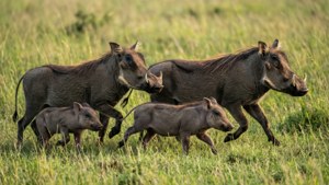 Warthog Family Trotting