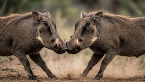 Warthog Fight