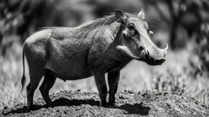 Warthog on Mound