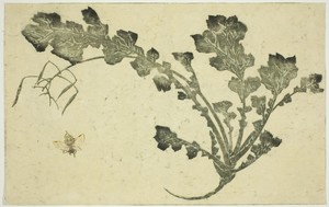 Wasp and turnip stalk, from "The Picture Book of Realistic Paintings of Hokusai (Hokusai shashin gafu)"