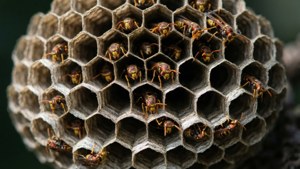 Wasp Nest Detail