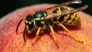Wasp on Peach