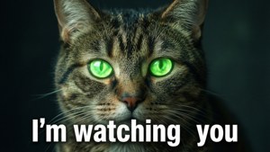 Watchful Cat