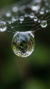 Water Droplet Web