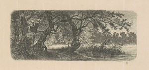 Water Elms