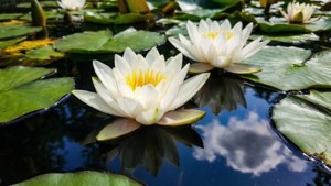 Water Lilies Close-Up