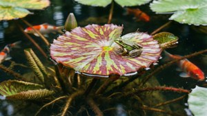 Water Lily Pond