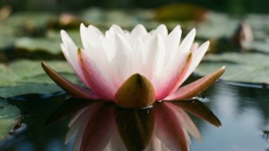 Water Lily Serenity