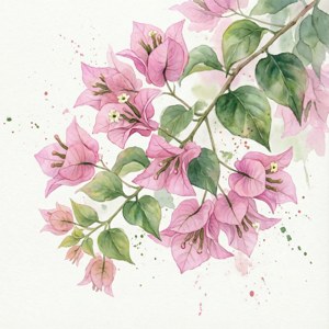Watercolor Blush Bougainvillea