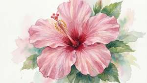 Watercolor Pink Hibiscus