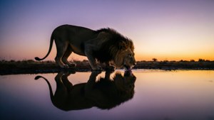Waterhole Reflection