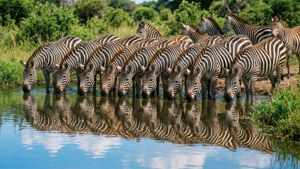 Waterhole Reflections