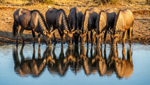 Waterhole Reflections