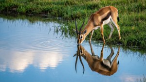 Waterhole Serenity