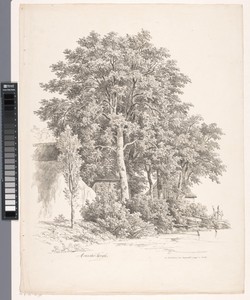 Waterkant met bomen en huizen