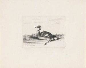 Watervogel