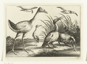 Watervogels