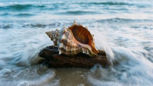 Wave Wash Whelk
