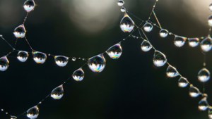 Web Droplets