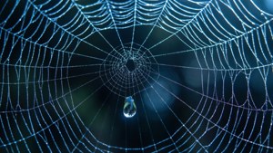 Web of Warning