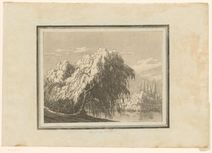 Weeping willow