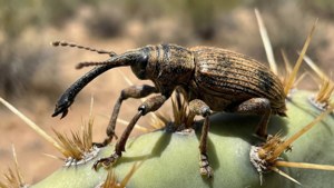 Weevil Cactus Spine