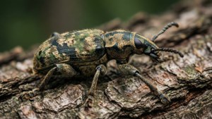 Weevil on Bark Camouflage