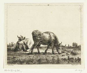 Weiland met twee koeien bij een sloot met eenden