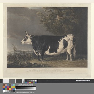 West Highland Heifer Kyloe