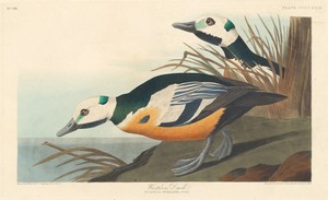 Western Duck