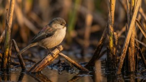 Wetland Cattail Titmouse